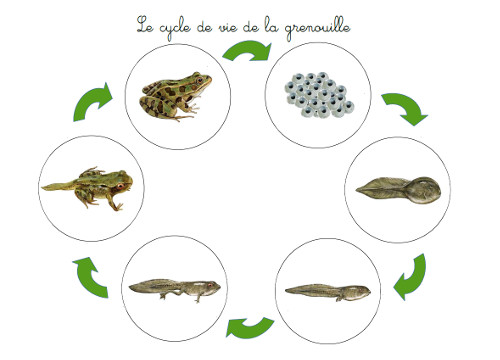 Quelle est la durée moyenne pour qu’un têtard se transforme en une grenouille ? 