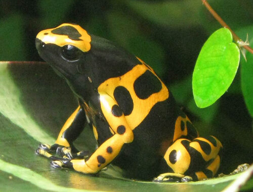 Quel est le nom donné en français à cette grenouille vénéneuse d’Amérique du Sud ? 