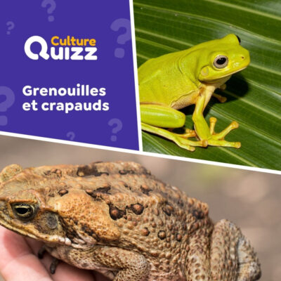 Quiz sp&eacute;cial sur les grenouilles et les crapauds - Monde animal