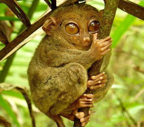Quel est le nom de cette espèce animale originaire des Philippines ? 