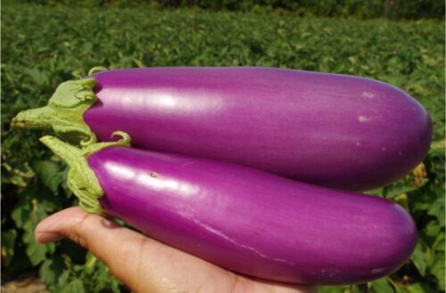 Que désigne-t-on en cuisine comme un caviar d'aubergine ? 