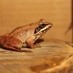 La grenouille des bois 