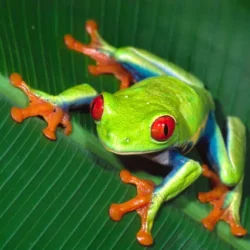 La rainette à yeux rouges 