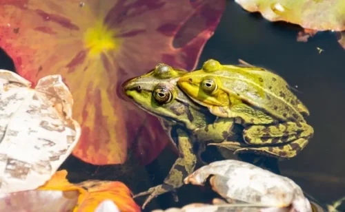 La grenouille est la femelle du crapaud. Vrai ou faux ? 