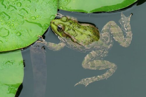 Les grenouilles possèdent une langue collante. Vrai ou faux ? 