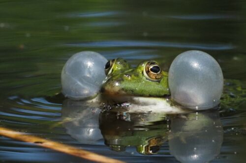 Comment nomme-t-on le cri de la grenouille ? 