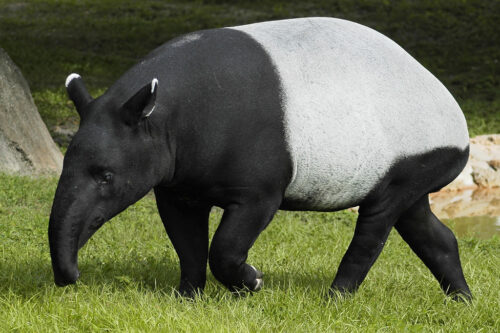 Quel est le nom de cet animal en photo ? 