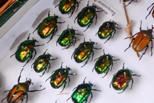 Les coléoptères (scarabées...) sont les insectes qui comptent le plus d'espèces sur la Terre. Vrai ou faux ? 