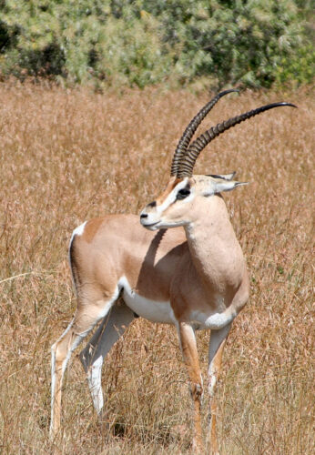 Les gazelles d’Afrique font partie de la famille des cervidés. Vrai ou faux ? 
