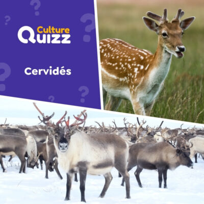 Quiz animalier sp&eacute;cia sur les cervid&eacute;s : cerfs, daims, biches, chevreuils,...