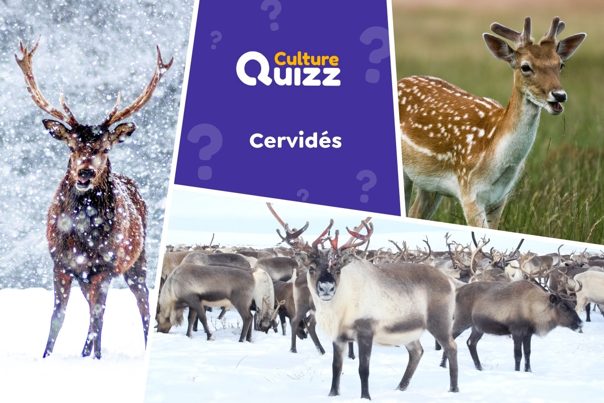 Quiz spécial Cervidés - Quiz animalier spécia sur les cervidés : cerfs, daims, biches, chevreuils,...
