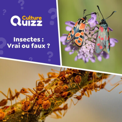 Quiz sp&eacute;cial sur les insectes : vrai ou faux ?