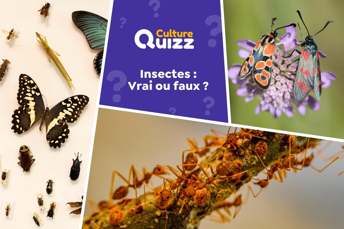 Quiz spécial Insectes : vrai ou faux ? - Quiz spécial sur les insectes : vrai ou faux ?