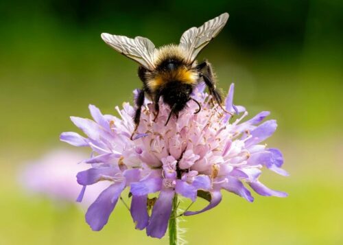 Les bourdons sont des insectes qui n’ont pas de dard. Vrai ou faux ? 