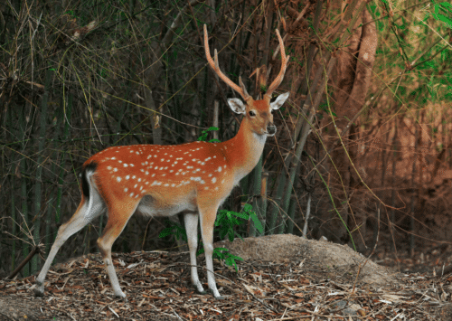 Dans quel pays le cerf sika est-il un cervidé devenu une véritable attraction touristique ? 