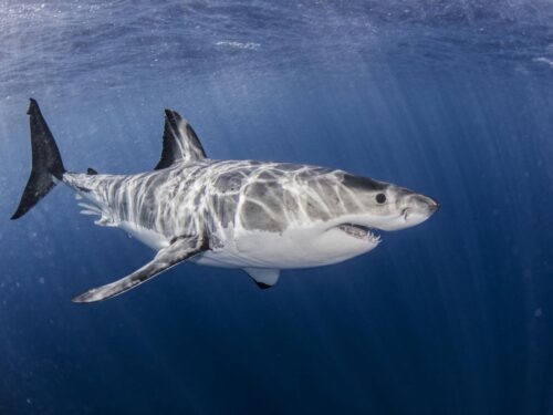 Le grand requin blanc est un animal marin qu'on rencontre dans la mer Méditerranée. Vrai ou faux ? 