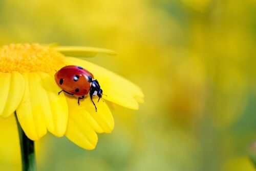 Les points sur le dos d’une coccinelle sont un indicateur de son âge. Vrai ou faux ? 