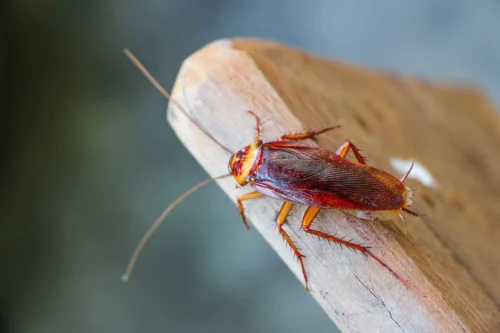 Le cafard est un insecte qui si on lui coupe la tête peut vivre plusieurs jours. Vrai ou faux ? 