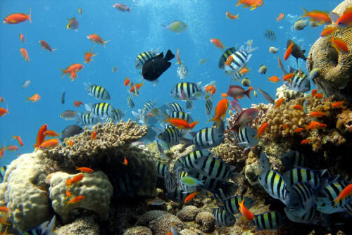 Quel pays est bordé par la mer de Corail ? 