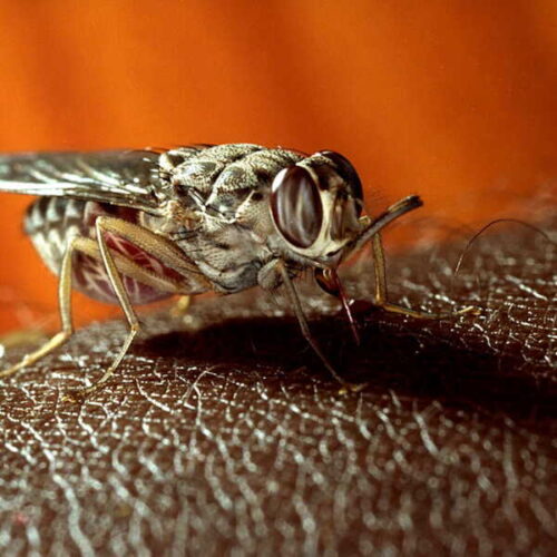 La mouche tsé-tsé peut provoquer la mort chez l’être humain. Vrai ou faux ? 