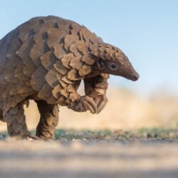 Le pangolin 