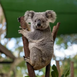 Le koala 