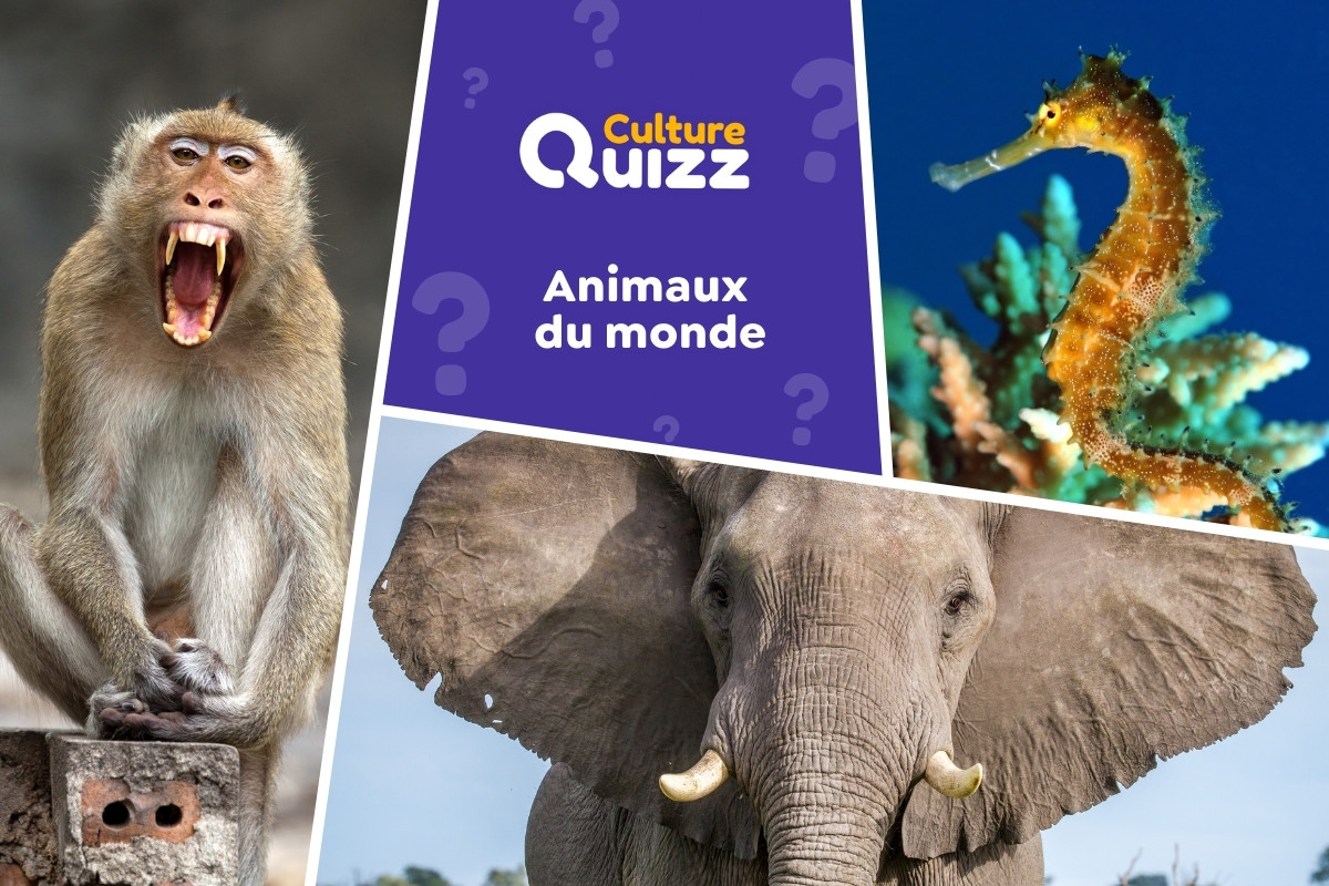 Quiz : Animaux du Monde #9 - Animaux du Monde - Quiz faune du monde