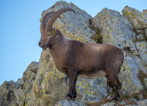 Quel est le nom de cet animal emblématique des Alpes ? 