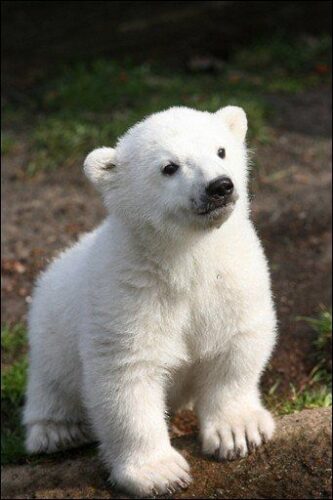 De quel zoo l’ours polaire Knut était-il devenu une mascotte avant de disparaître en 2011 ? 