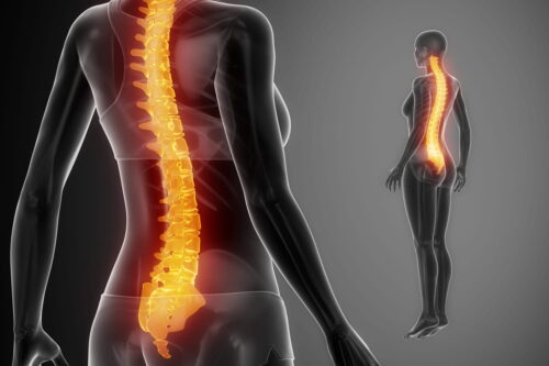 La moelle épinière joue un rôle essentiel dans le système nerveux. Vrai ou faux ? 