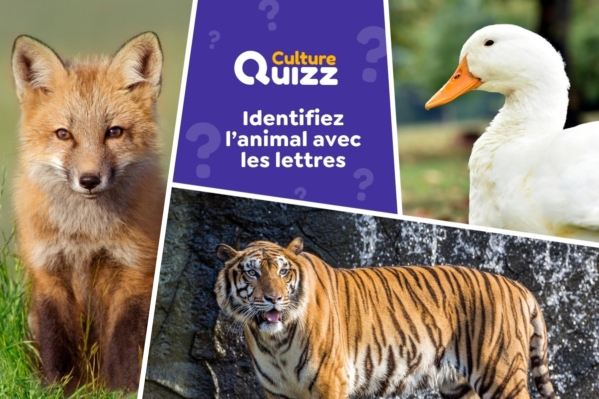 Quel Animal se cache derrière les lettres mélangées ? - Quiz : identifiez les animaux à l'aide des lettres mélangées
