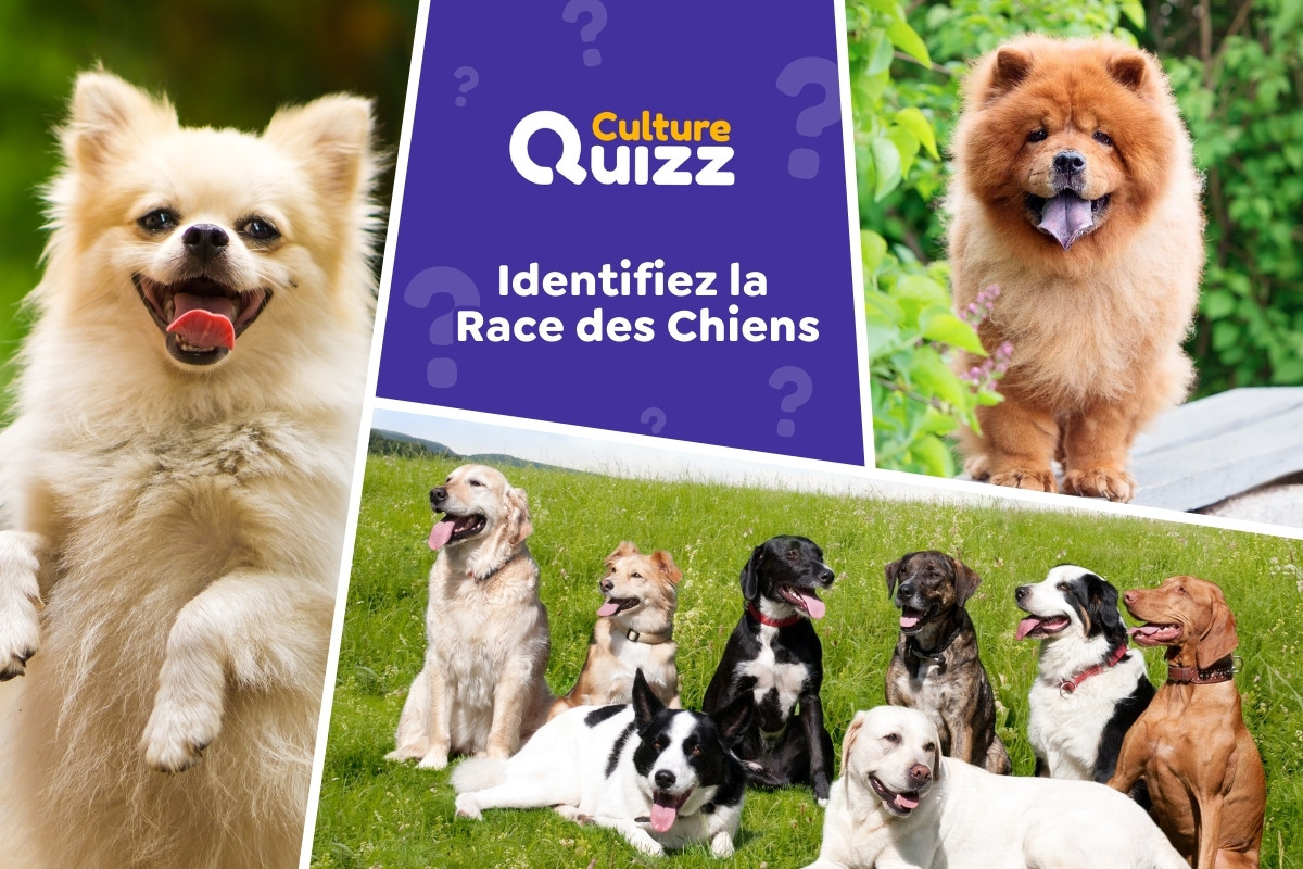 Quiz : Identifiez les Races de Chiens - 