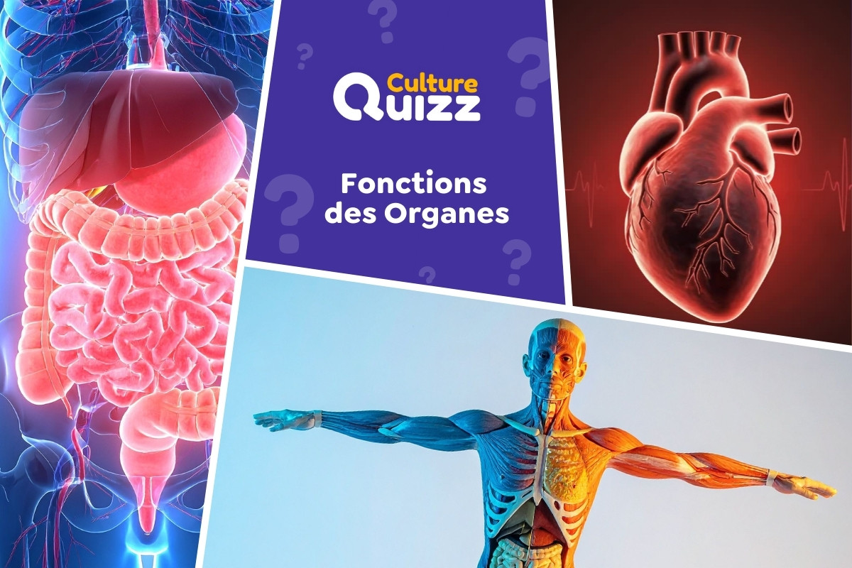 Quiz spécial Fonctions des Organes du Corps Humain - Quiz sur les organes du corps humain et de leurs fonctions
