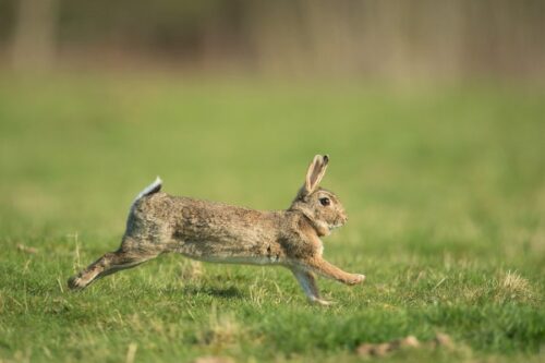 Tous les lapins domestiques ont pour ancêtre commun le lapin de garenne. Vrai ou faux ? 