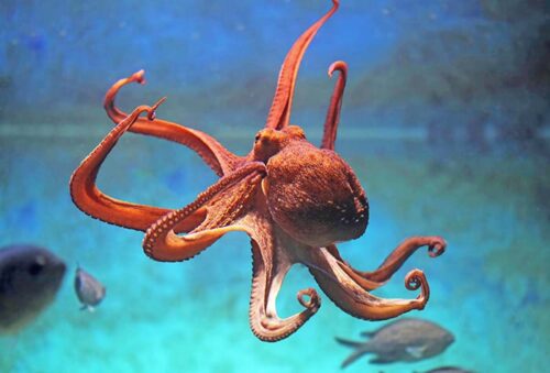 La pieuvre est un animal qui est capable de changer de couleur pour se camoufler. Vrai ou faux ? 
