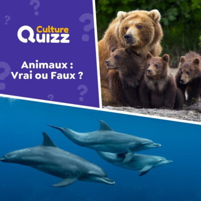 Quiz Animaux Vrai ou Faux - testez vos connaissances