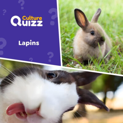 Quiz pour tester sa culture sur les lapins - Questions animali&egrave;res