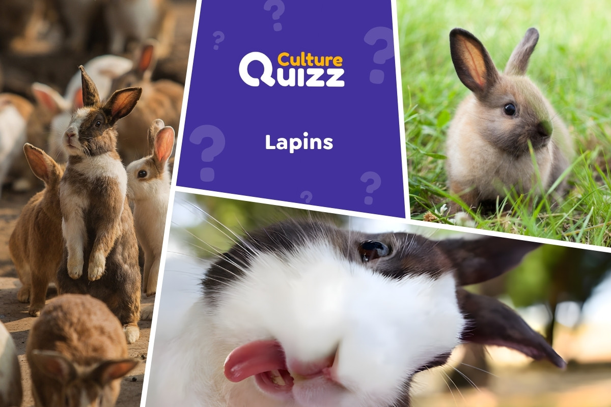 Quiz spécial Lapins - Quiz pour tester sa culture sur les lapins - Questions animalières