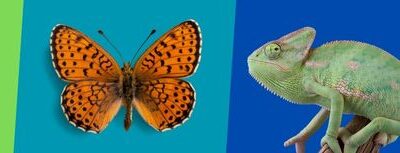 Quiz spécial Animaux