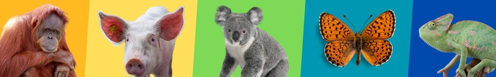 Quiz spécial Animaux