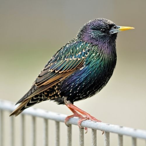 Quelle variété d'oiseau est représentée sur la photo ? 