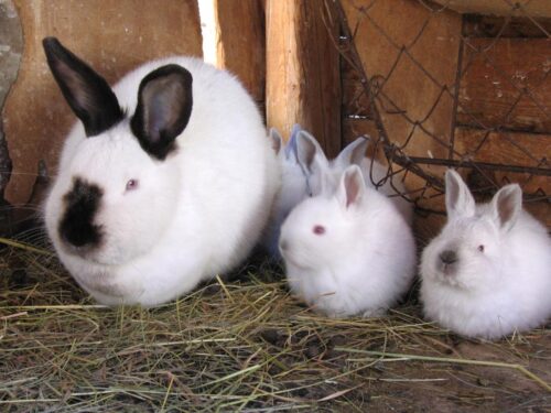 Les bébés lapins naissent sourds et aveugles. Vrai ou faux ? 