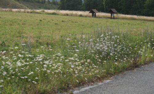 Comment s’appelle la zone, laissée en bordure de parcelle, sur  laquelle sont cultivées des légumineuses ou graminées et réservée au gibier ? 