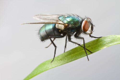 Une mouche vit en moyenne 5 mois. Vrai ou faux ? 