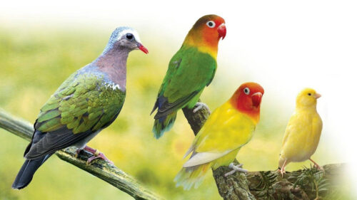 Tout comme les chats, les oiseaux peuvent provoquer des allergies. Vrai ou faux ? 