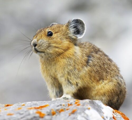 Quel est le nom de cet animal proche des lapins et des lièvres qui vit en Asie, aux États-Unis et au Canada ? 