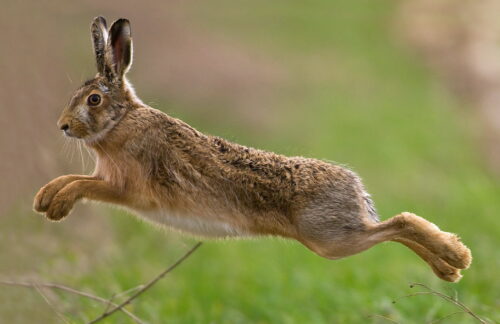 L’une des différences entre un lapin et un lièvre est qu'à l'état sauvage le lièvre vit dans un terrier alors que le lapin reste à la surface. Vrai ou faux ? 