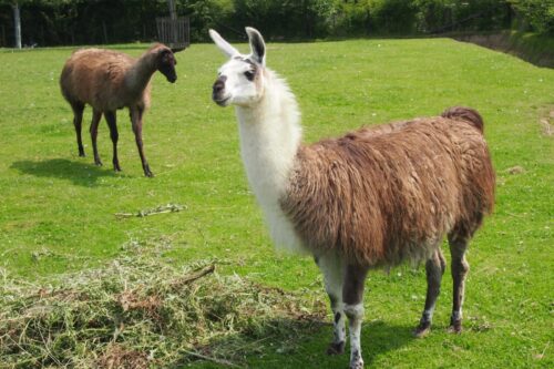 Une vigogne est un animal de la même famille que le lama. Vrai ou faux ? 