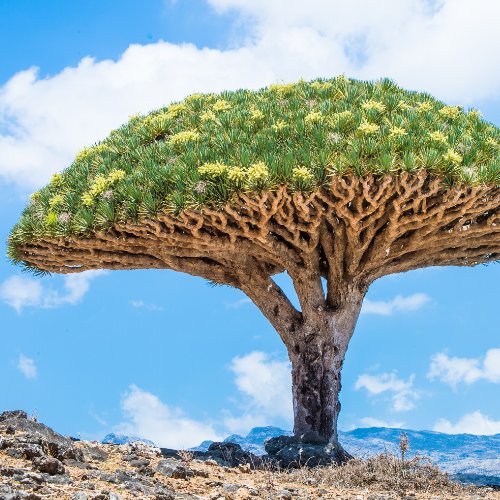 Le dragonnier de Socotra est un arbre endémique d’une petite île du Yémen. Vrai ou faux ? 
