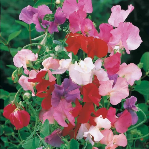 Quelle plante est associée à ces fleurs ? 